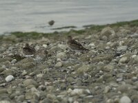 Calidris alpina 28, Bonte strandloper, Saxifraga-Willem van Kruijsbergen