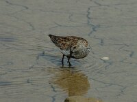 Calidris alpina 4, Bonte strandloper, Saxifraga-Jan van der Straaten