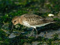 Calidris alpina 8, Bonte strandloper, Saxifraga-Piet Munsterman