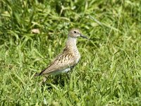 Calidris alpina ssp schinzii 14, Bonte strandloper, Saxifraga-Jan van der Straaten