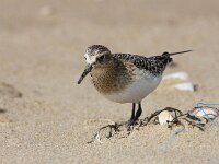 Calidris bairdii, 4, Bairds strandloper, Saxifraga-Bart Vastenhouw