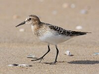 Calidris bairdii, 5, Bairds strandloper, Saxifraga-Bart Vastenhouw