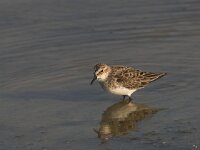 Calidris canutus 13, Kanoet, Saxifraga-Luc Hoogenstein