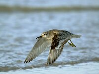 Calidris canutus 17, Kanoet, Saxifraga-Piet Munsterman