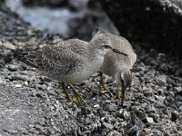 Calidris canutus 21, Kanoet, Saxifraga-Bart Vastenhouw