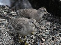 Calidris canutus 26, Kanoet, Saxifraga-Bart Vastenhouw