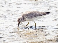 Calidris canutus 29, Kanoet, Saxifraga-Bart Vastenhouw