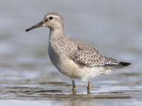 Calidris canutus 31, Kanoet, Saxifraga-Mark Zekhuis