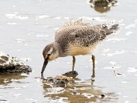 Calidris canutus 36, Kanoet, Saxifraga-Bart Vastenhouw