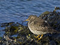 Calidris maritima 10, Paarse strandloper, Saxifraga-Rik Kruit