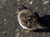 Calidris maritima 12, Paarse strandloper, Saxifraga-Bart Vastenhouw
