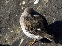 Calidris maritima 14, Paarse strandloper, Saxifraga-Bart Vastenhouw