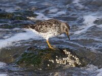 Calidris maritima 18, Paarse strandloper, Saxifraga-Peter Meininger