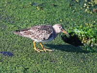 Calidris maritima 25, Paarse strandloper, Saxifraga-Bart Vastenhouw