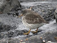 Calidris maritima 33, Paarse strandloper, Saxifraga-Henk Sierdsema