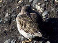 Calidris maritima 36, Paarse strandloper, Saxifraga-Bart Vastenhouw