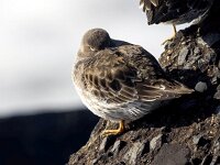 Calidris maritima 48, Paarse strandloper, Saxifraga-Bart Vastenhouw