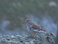 Calidris maritima 7, Paarse strandloper, Saxifraga-Piet Munsterman