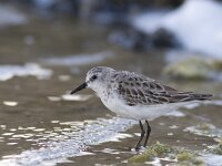 Calidris minuta 7, Kleine strandloper, Saxifraga-Mark Zekhuis