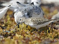 Calidris minutilla 10, Kleinste strandloper, Saxifraga-Tom Heijnen