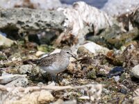 Calidris minutilla 6, Kleinste strandloper, Saxifraga-Tom Heijnen