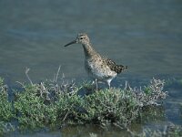 Calidris pugnax 18, Kemphaan, Saxifraga-Arie de Knijff