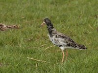 Calidris pugnax 25, Kemphaan, Saxifraga-Jan Nijendijk