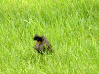 Calidris pugnax 9, Kemphaan, Saxifraga-Hans Grotenhuis