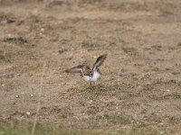 Calidris temminckii 10, Temmincks strandloper, Saxifraga-Dirk Hilbers