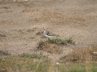 Calidris temminckii 8, Temmincks strandloper, Saxifraga-Dirk Hilbers