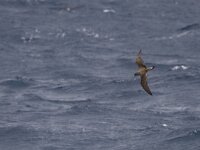 Calonectris diomedea 3, Scopoli's pijlstormvogel, Saxifraga-Mark Zekhuis