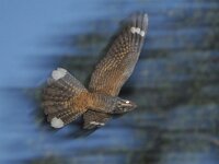 Caprimulgus europaeus 19, Nachtzwaluw, Saxifraga-Tom Heijnen