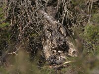 Caprimulgus europaeus 7, Nachtzwaluw, Saxifraga-Mark Zekhuis