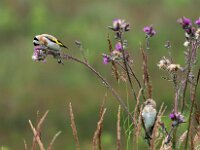 Carduelis carduelis 46, Putter, Saxifraga-Hans Dekker