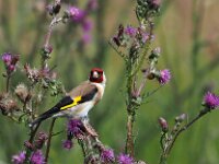 Carduelis carduelis 50, Putter, Saxifraga-Hans Dekker