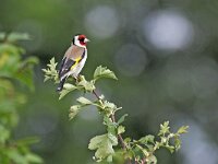 Carduelis carduelis 58, Putter, Saxifraga-Tom Heijnen