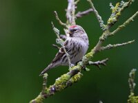 Carduelis flammea 18, Barmsijs, Saxifraga-Luc Hoogenstein : Barmsijs