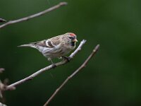 Carduelis flammea 19, Barmsijs, Saxifraga-Luc Hoogenstein : Barmsijs