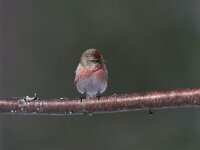 Carduelis flammea 2, Barmsijs, Saxifraga-Arie de Knijff