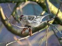 Carduelis flammea 7, Barmsijs, male, Saxifraga-Jan C. van der Straaten