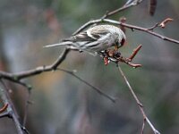Carduelis flammea 8, Barmsijs, male, Saxifraga-Jan C. van der Straaten