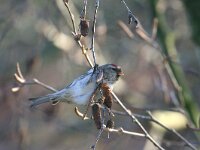 Carduelis flammea 9, Barmsijs, male, Saxifraga-Jan C. van der Straaten