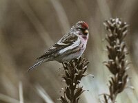 Carduelis flammea ssp flammea 6, Barmsijs, Saxifraga-Piet Munsterman