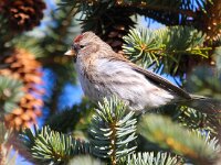Carduelis flammea, 13, Barmsijs, Saxifraga-Bart Vastenhouw