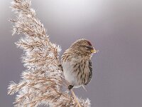 Carduelis flammea, 16, Barmsijs, Saxifraga-Luuk Vermeer