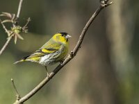 Carduelis spinus 12, Sijs, Saxifraga-Luuk Vermeer