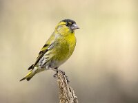 Carduelis spinus 13, Sijs, Saxifraga-Luuk Vermeer