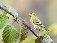 Carduelis spinus 15, Sijs, Saxifraga-Luuk Vermeer