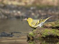 Carduelis spinus 17, Sijs, Saxifraga-Luuk Vermeer