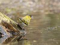 Carduelis spinus 18, Sijs, Saxifraga-Luuk Vermeer